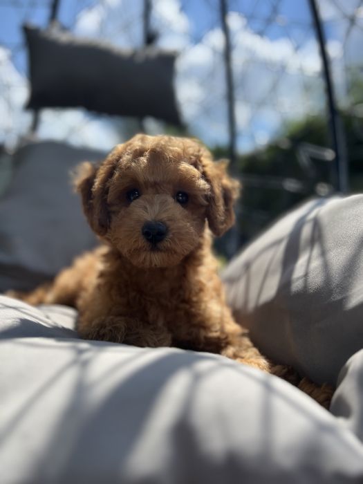 Maltipoo /pudelek/ red chłopak