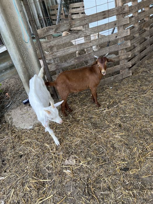 Cabrito malaguenho puro