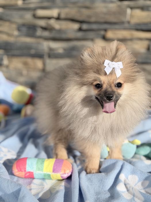 Lulu da Pomerânia menino Micro Miniatura com Lop e Afixo