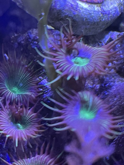 Корали Водорості в морський акваріум Ріф