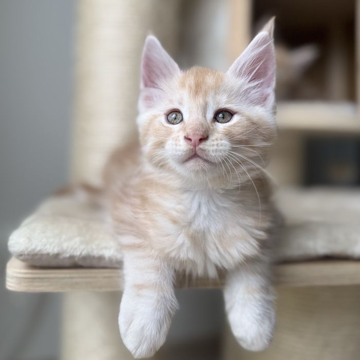Kocurek Maine coon Calypso Przyjazne Łapki*PL