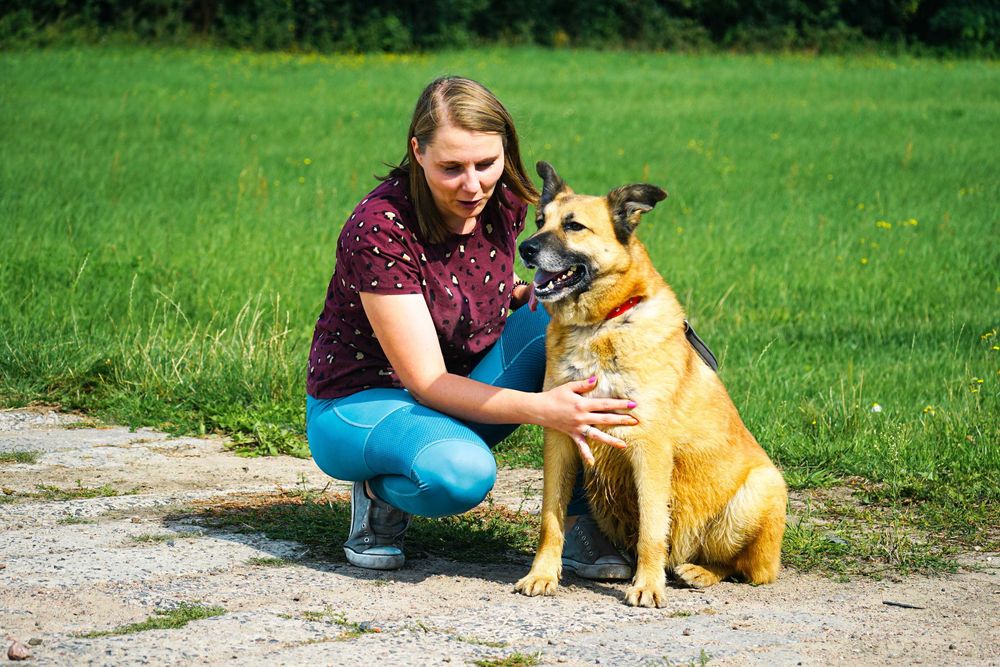 TRYCEK - fajny, duży pies prosi o dom