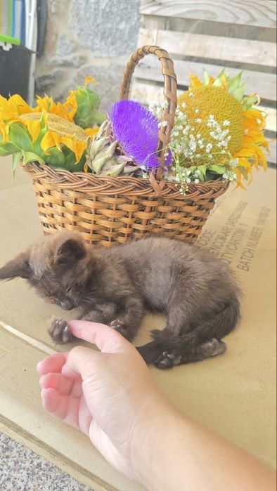 Gatinho castanho