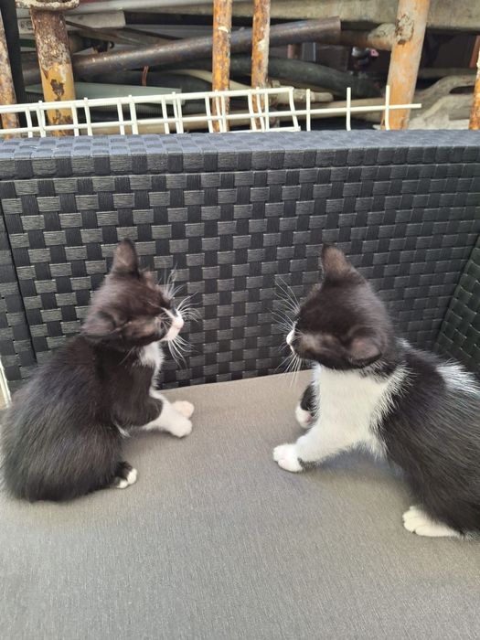 Doa-se gatinhos