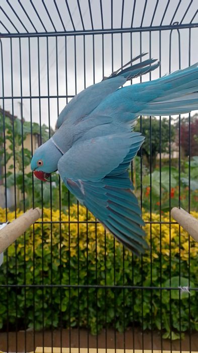 Lindos ringnecks bons para produção.