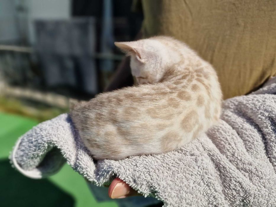 Snow gathina de bengala (fêmea)