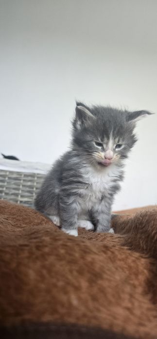 Maine coon kotka kocurek
