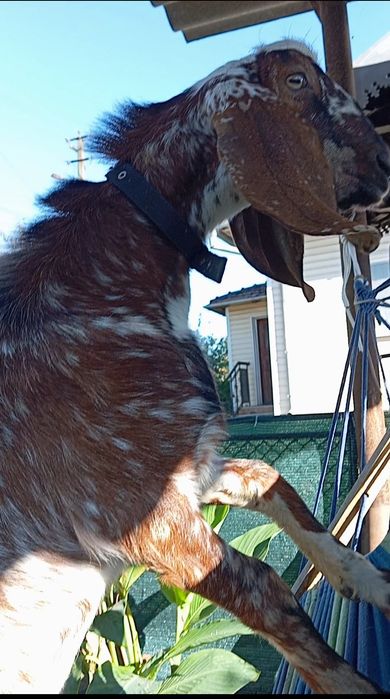 Козлик породи нубокаморі на в'язку