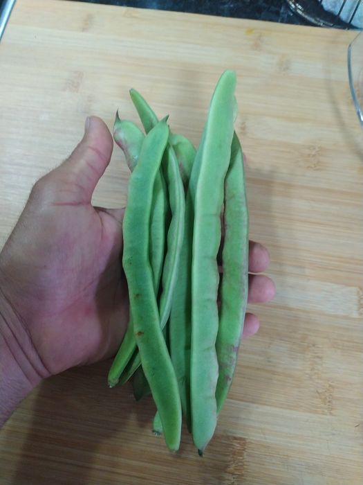 Feijão verde biológico produção caseira