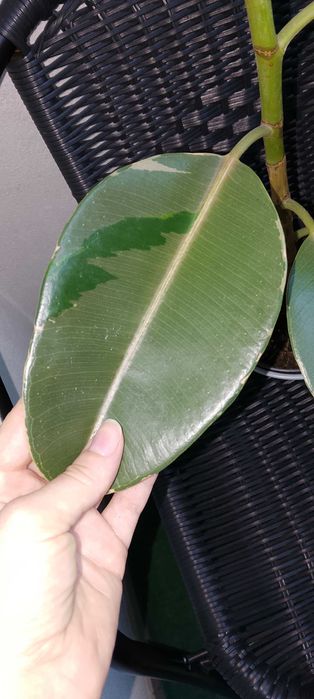 Ficus elastica pink camouflage