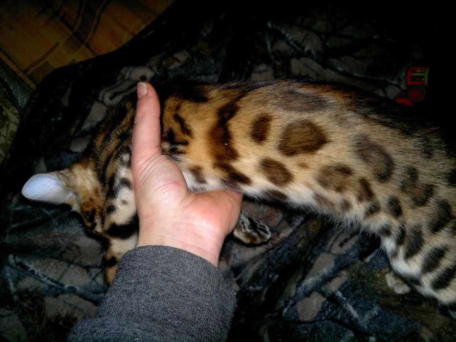 Чудовий бенгальський малюк з документами WCF