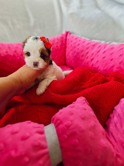York śliczna suczka miniaturka Yorshire terrier o unikatowym umaszczeniu