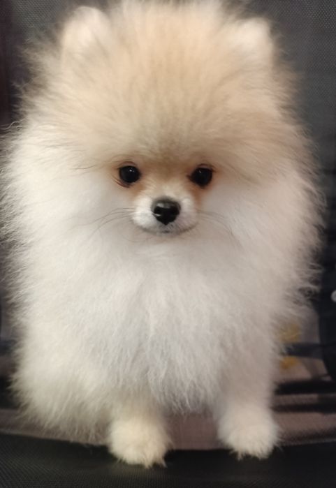 Lulu de Pomerânia (Spitz)