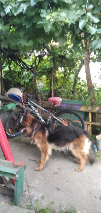 Потрібен на Березень кобель на вязку