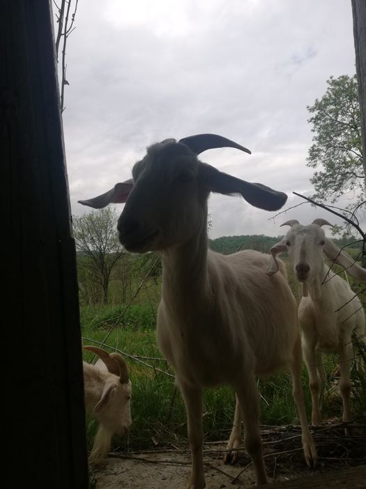 Продам кози є 4шт