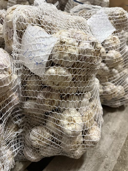 Czosnek Harnaś pęczki