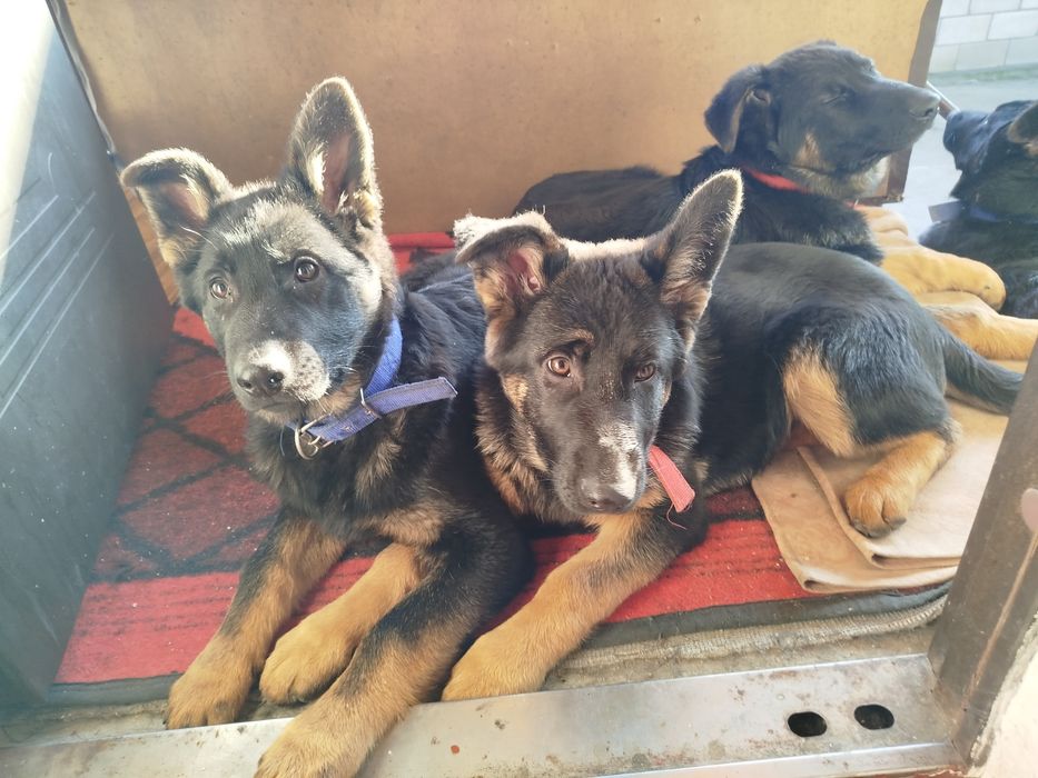 На продаж німецькі вівчарки