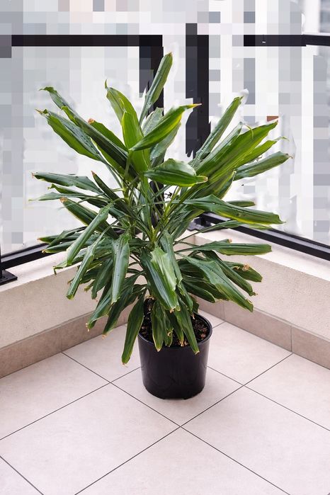Dracena 1 m wysokość