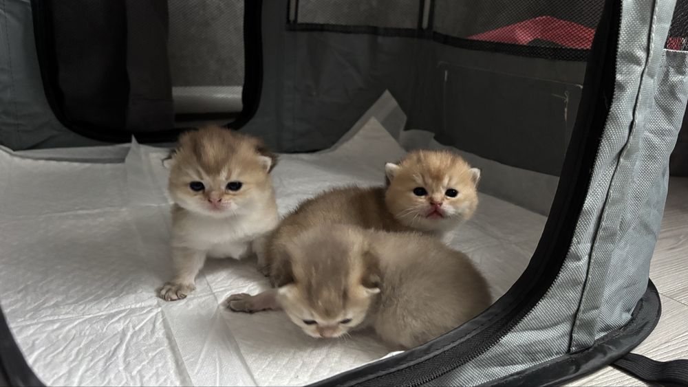 Золотая шиншила  котята