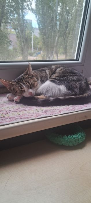 Котёнок в заботливые руки