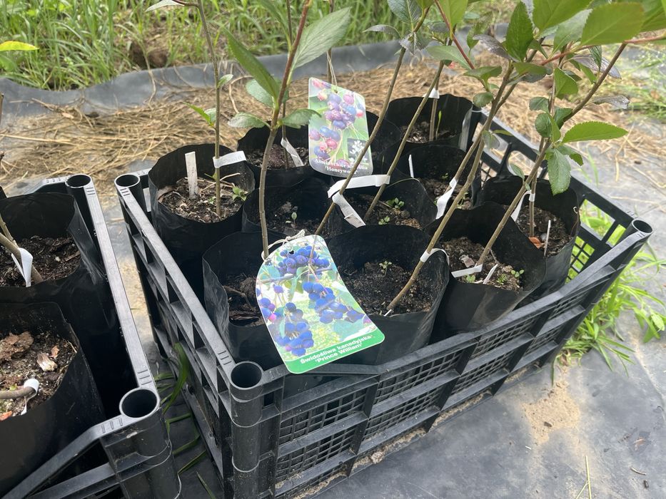 Świdośliwa , pigwowiec, winorośl