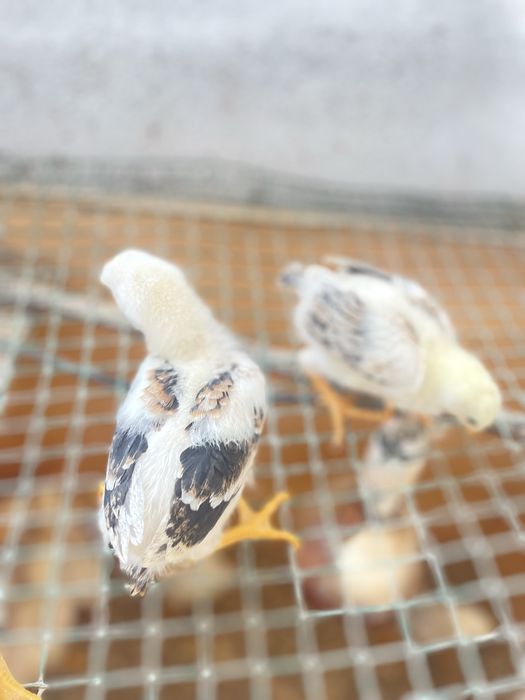 Pintos  indio gigante