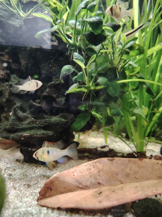 Ramirezis german blue