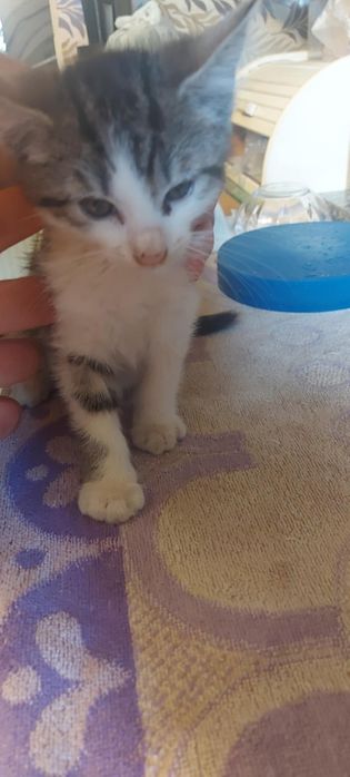 Kotka do przygarniecia