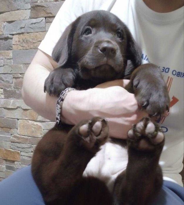 Шоколадки з документами КСУ-FCI