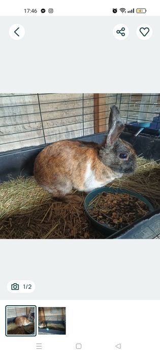 Coelha anã meiga