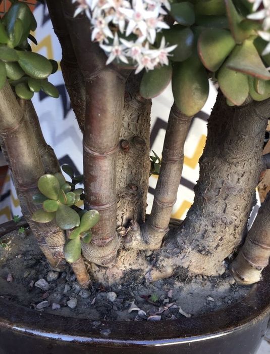 Planta suculenta Jade (da fortuna dinheiro amizade) em vaso de luxo