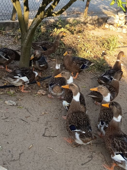 Vendo patos rouen