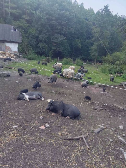 В'єтнамські поросята