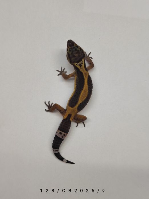 Samiczki Gekon Lamparci