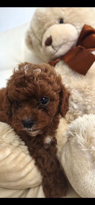 Пудель Киев ред браун red brown