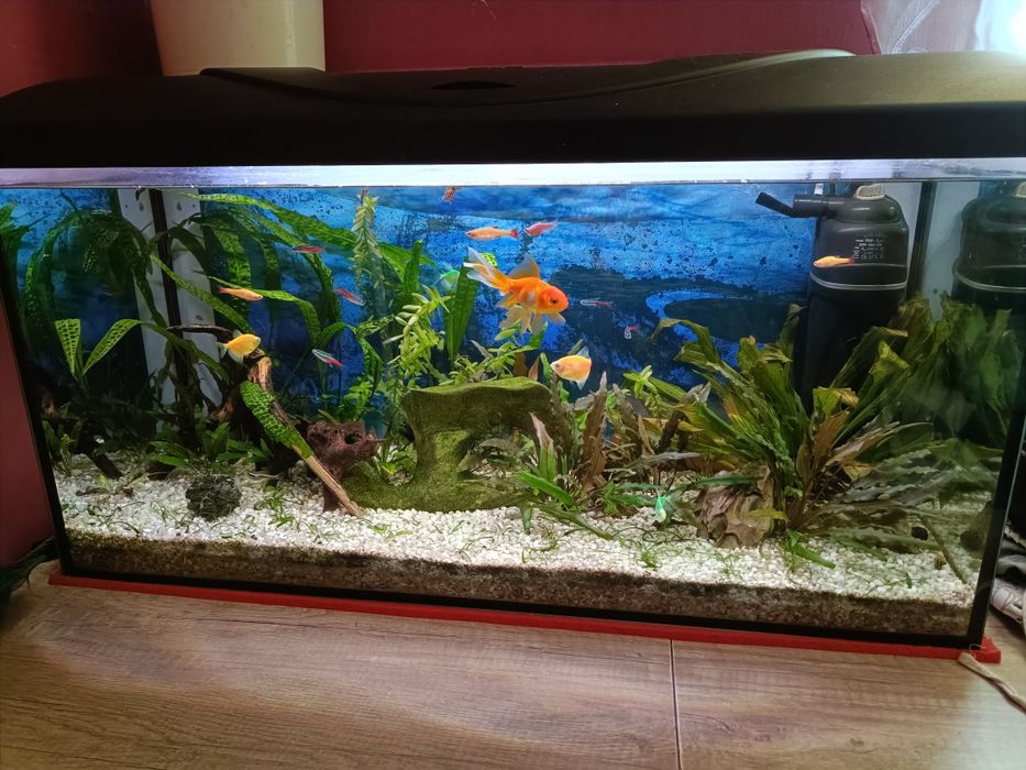 Akwarium 112 L Diversa