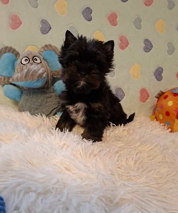 Maleńki  piesek Yorkshire Terrier Black And Tan.