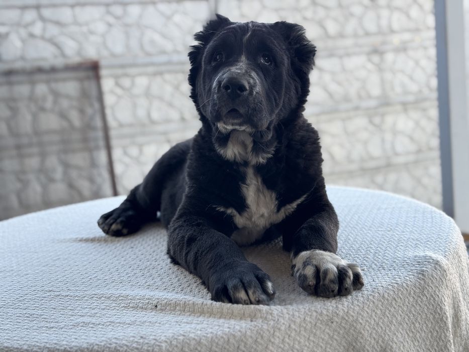 Продам Алабай КСУ