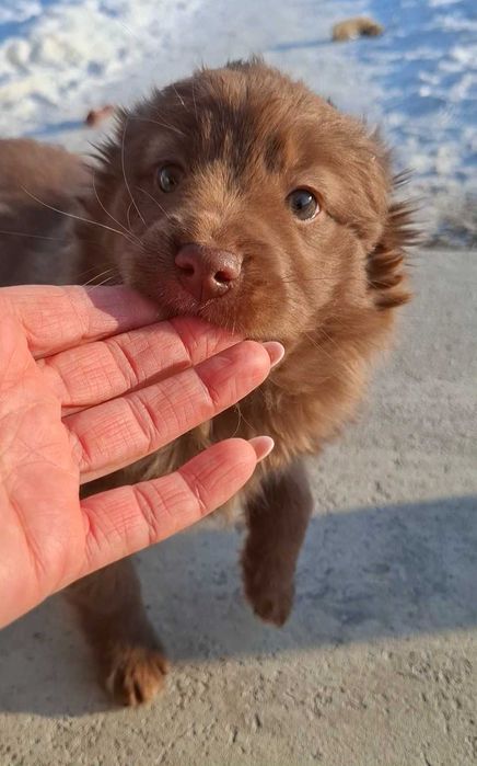 Цуценята безкоштовно