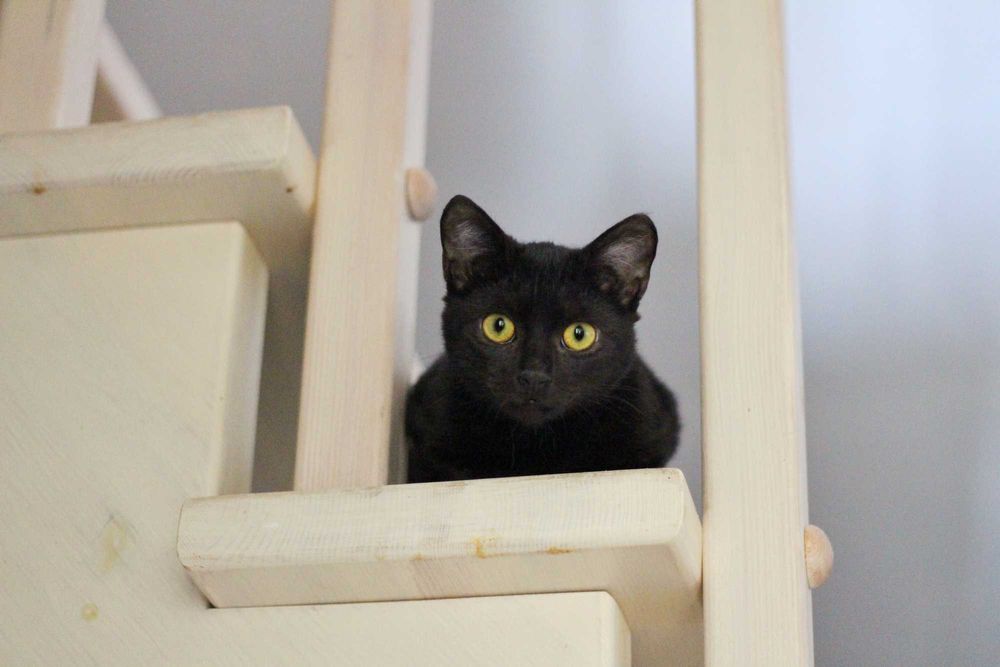 Lila i George- kocięta do adopcji