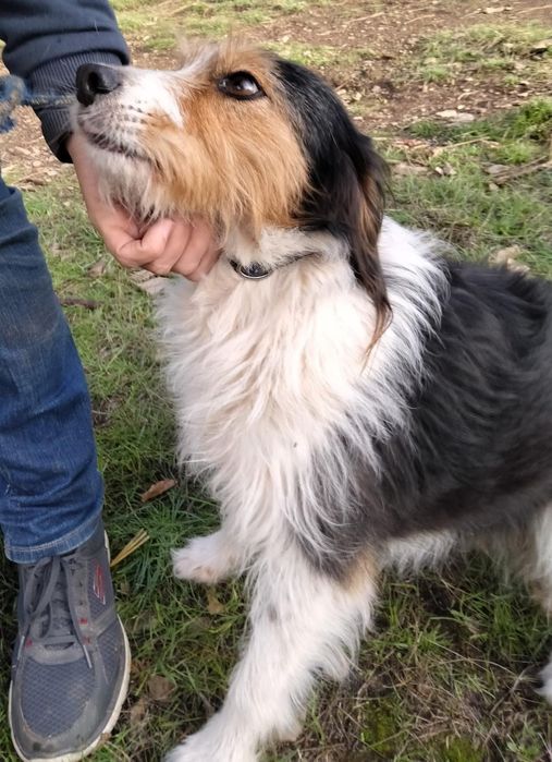 Cadelinha com 5 aninhos para adopção