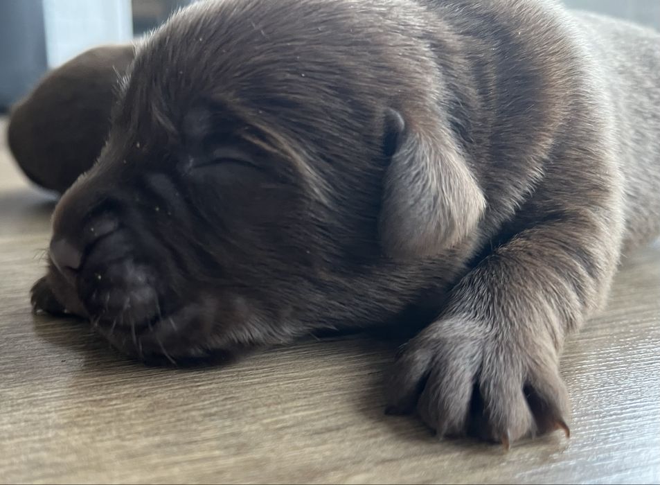 Labrador  ostatnia suczka