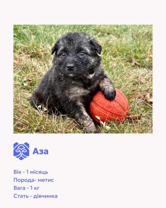 Цуценята-метиси шукають домівки.