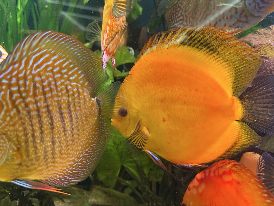 Paletka Yellow Dyskowce