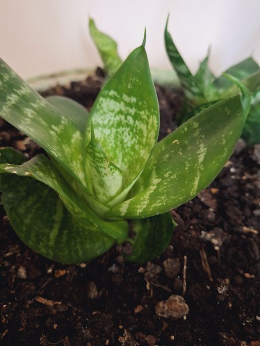 Сансервєрія низькоросла