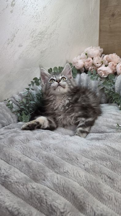 Kocurek Maine Coon WCF FPL