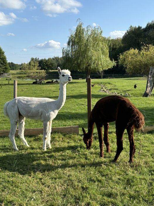 Sprzedam 2 samce Alpaki Huacaya. Brązowy i biały.