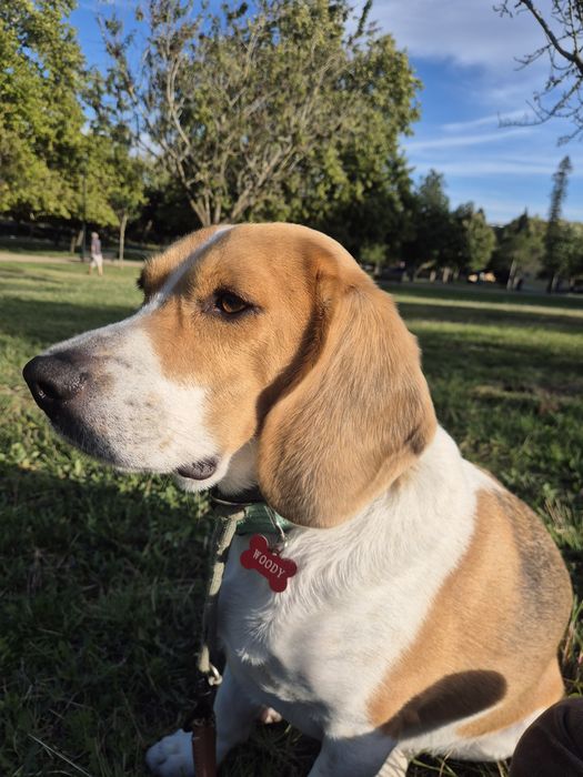 Passeio de cães.