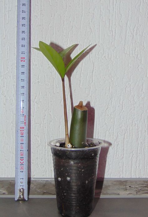 Заміокулькас замієлистий, доларове дерево