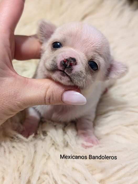 NAJPIĘKNIEJSZY MALUTKI Chłopczyk chihuahua. Cudny piesek !